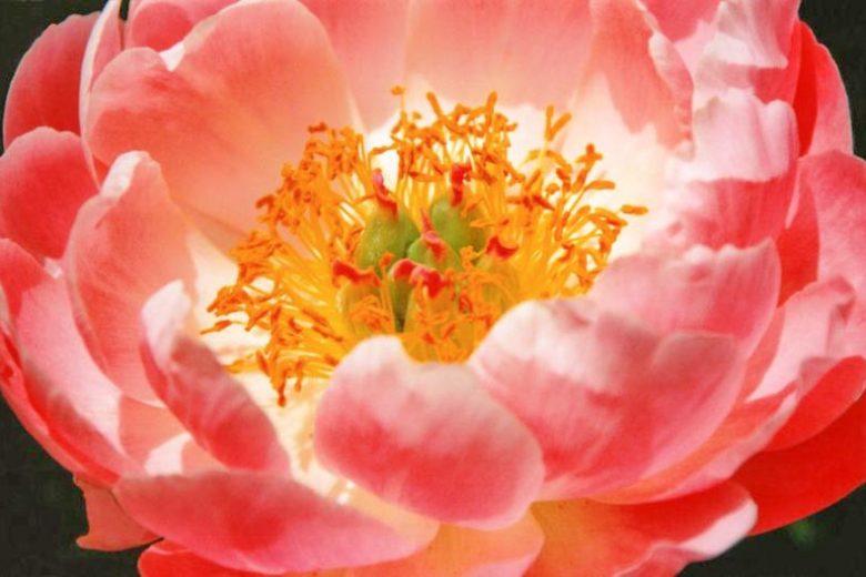 Bloom Peonies season, Early Peonies, Midseason Peonies, Late Peonies, Peonies Bloom Times