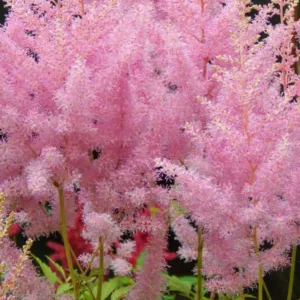 Early Season Astilbes, Midseason Astilbes, Late Season Astilbes, Astilbe Bloom Times, Early Season False Spirea, Midseason False Spirea, Late Season False Spirea, False Spirea Bloom Times