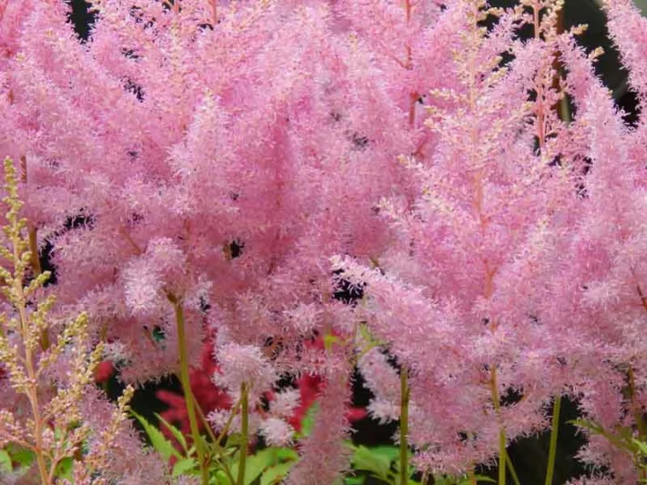 Early Season Astilbes, Midseason Astilbes, Late Season Astilbes, Astilbe Bloom Times, Early Season False Spirea, Midseason False Spirea, Late Season False Spirea, False Spirea Bloom Times