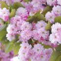 Japanese Flowering Cherries, Flowering Cherries, Blooming season Flowering Cherries, Sakura, Fragrant Cherry Blossom,  Higan cherry,Yoshino Cherry, Fuji cherry