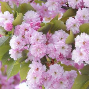Japanese Flowering Cherries, Flowering Cherries, Blooming season Flowering Cherries, Sakura, Fragrant Cherry Blossom,  Higan cherry,Yoshino Cherry, Fuji cherry