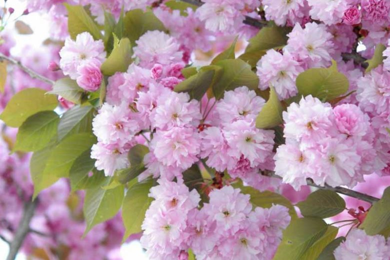 Japanese Flowering Cherries, Flowering Cherries, Blooming season Flowering Cherries, Sakura, Fragrant Cherry Blossom,  Higan cherry,Yoshino Cherry, Fuji cherry