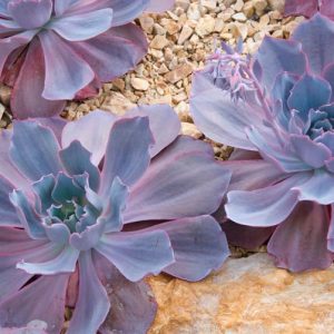 Echeveria 'Afterglow','Afterglow' Echeveria,  Pink echeveria, Purple echeveria, pink succulent, purple succulent