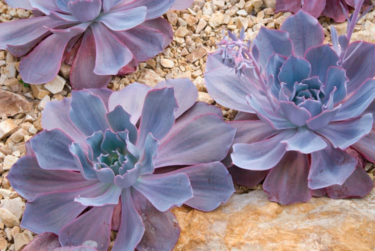 Echeveria 'Afterglow','Afterglow' Echeveria,  Pink echeveria, Purple echeveria, pink succulent, purple succulent