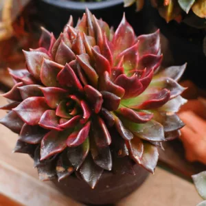 Echeveria Black Prince,Black Prince Echeveria,  Black echeveria, Black succulent,Black Hens and Chicks
