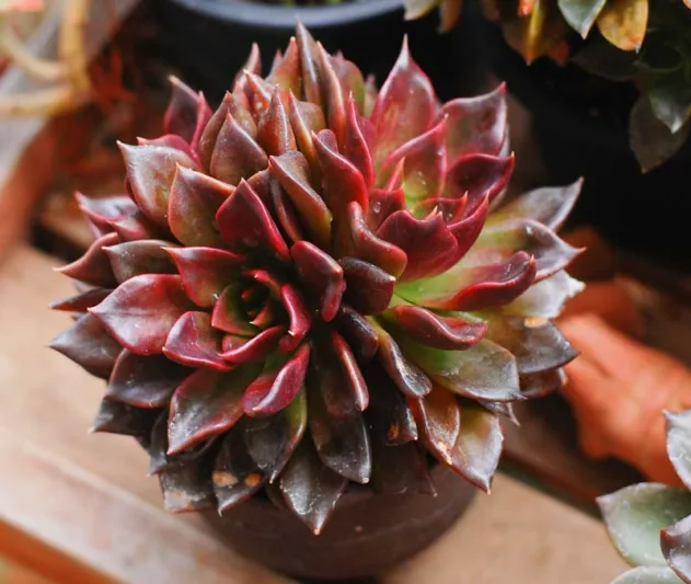 Echeveria Black Prince,Black Prince Echeveria,  Black echeveria, Black succulent,Black Hens and Chicks