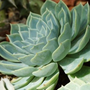 Echeveria Blue Atoll,Blue Atoll Echeveria,  Blue echeveria, gray echeveria, Blue succulent, gray succulent