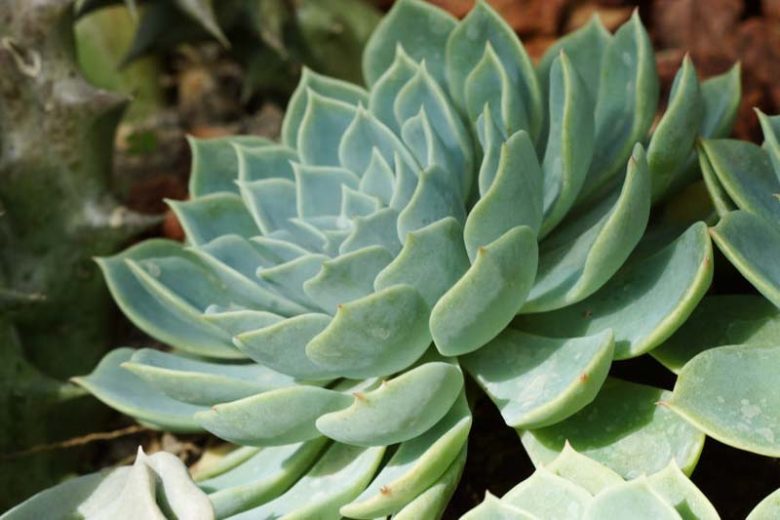 Echeveria Blue Atoll,Blue Atoll Echeveria,  Blue echeveria, gray echeveria, Blue succulent, gray succulent