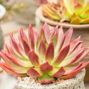 Echeveria Frank Reinelt,Frank Reinelt Echeveria,  Red echeveria, Green echeveria, Red succulent, Green succulent