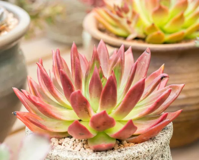 Echeveria Frank Reinelt,Frank Reinelt Echeveria,  Red echeveria, Green echeveria, Red succulent, Green succulent