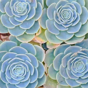 Echeveria 'Imbricata','Imbricata' Echeveria, Blue Rose Echeveria,  Pink echeveria, Blue echeveria, pink succulent, blue succulent