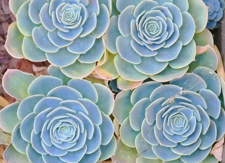 Echeveria 'Imbricata','Imbricata' Echeveria, Blue Rose Echeveria,  Pink echeveria, Blue echeveria, pink succulent, blue succulent