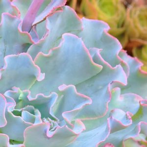 Echeveria 'Lady Aquarius','Lady Aquarius' Echeveria,  Pink echeveria, Purple echeveria, pink succulent, purple succulent, Ruffled echeveria, Frilled echeveria