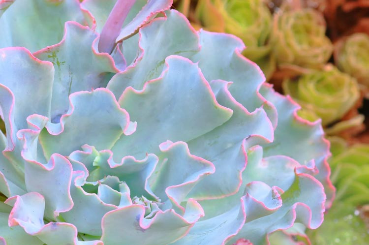 Echeveria 'Lady Aquarius','Lady Aquarius' Echeveria,  Pink echeveria, Purple echeveria, pink succulent, purple succulent, Ruffled echeveria, Frilled echeveria