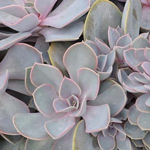 Echeveria 'Perle von Nurnberg','Perle von Nurnberg' Echeveria,  Pink echeveria, Purple echeveria, pink succulent, purple succulent