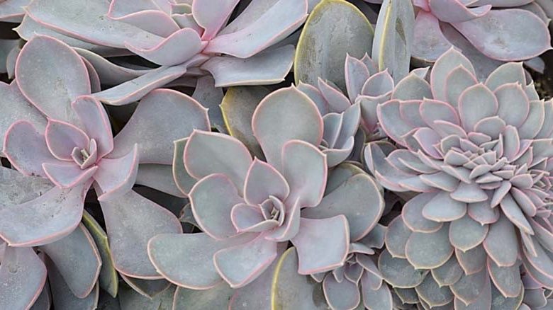 Echeveria 'Perle von Nurnberg','Perle von Nurnberg' Echeveria,  Pink echeveria, Purple echeveria, pink succulent, purple succulent