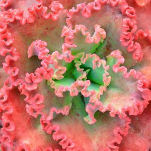 Echeveria 'Princess Lace','Princess Lace' Echeveria,  Pink echeveria, Purple echeveria, pink succulent, purple succulent