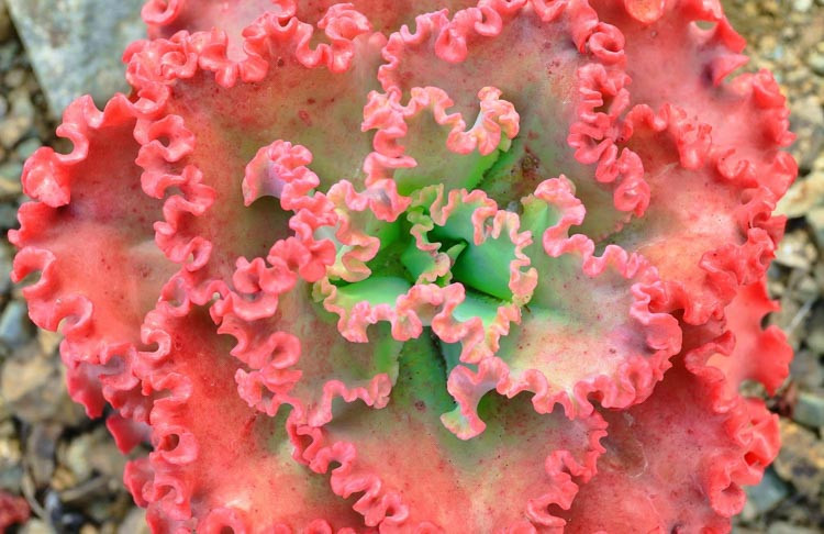 Echeveria 'Princess Lace','Princess Lace' Echeveria,  Pink echeveria, Purple echeveria, pink succulent, purple succulent