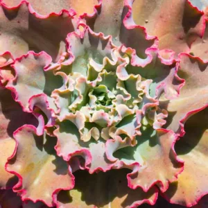 Echeveria 'Ruffles','Ruffles' Echeveria,  Pink echeveria, Purple echeveria, pink succulent, purple succulent