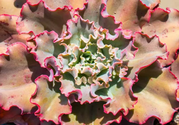 Echeveria 'Ruffles','Ruffles' Echeveria,  Pink echeveria, Purple echeveria, pink succulent, purple succulent