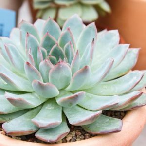 Echeveria Tippy,Tippy Echeveria,  Blue echeveria, gray echeveria, Blue succulent, gray succulent