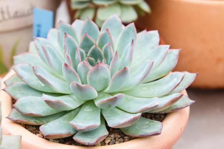 Echeveria Tippy,Tippy Echeveria,  Blue echeveria, gray echeveria, Blue succulent, gray succulent
