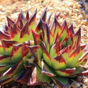 Echeveria agavoides 'Ebony',Echeveria Ebony, 'Ebony' Echeveria,  Red echeveria, Green echeveria, Red succulent, Green succulent