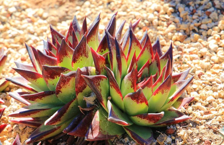 Echeveria agavoides 'Ebony',Echeveria Ebony, 'Ebony' Echeveria,  Red echeveria, Green echeveria, Red succulent, Green succulent