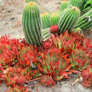Echeveria agavoides 'Lipstick',Echeveria agavoides 'Red Edge', 'Lipstick' Echeveria,  Red echeveria, Green echeveria, Red succulent, Green succulent