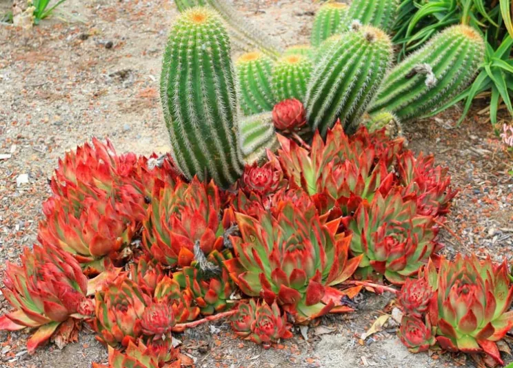 Echeveria agavoides 'Lipstick',Echeveria agavoides 'Red Edge', 'Lipstick' Echeveria,  Red echeveria, Green echeveria, Red succulent, Green succulent