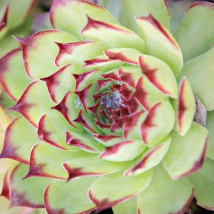Echeveria agavoides 'Maria',Echeveria Maria, 'Maria' Echeveria,  Red echeveria, Green echeveria, Red succulent, Green succulent