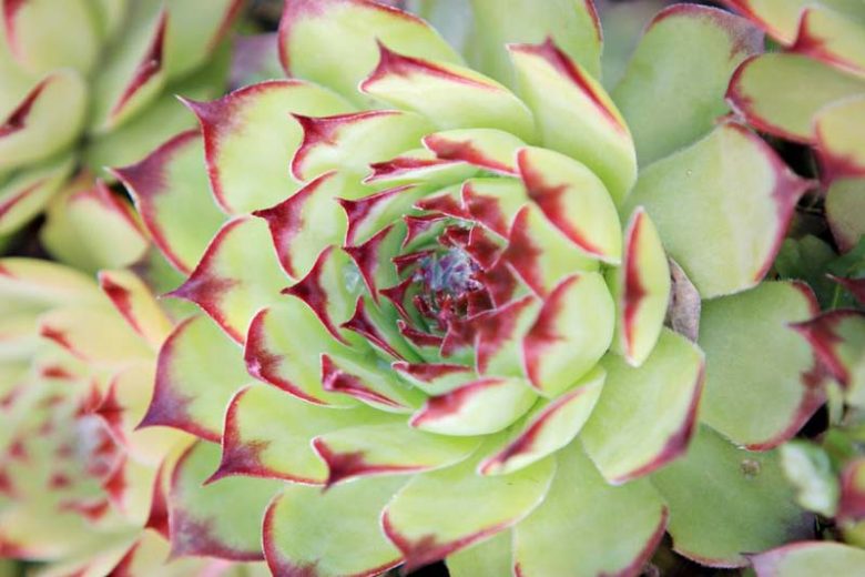 Echeveria agavoides 'Maria',Echeveria Maria, 'Maria' Echeveria,  Red echeveria, Green echeveria, Red succulent, Green succulent