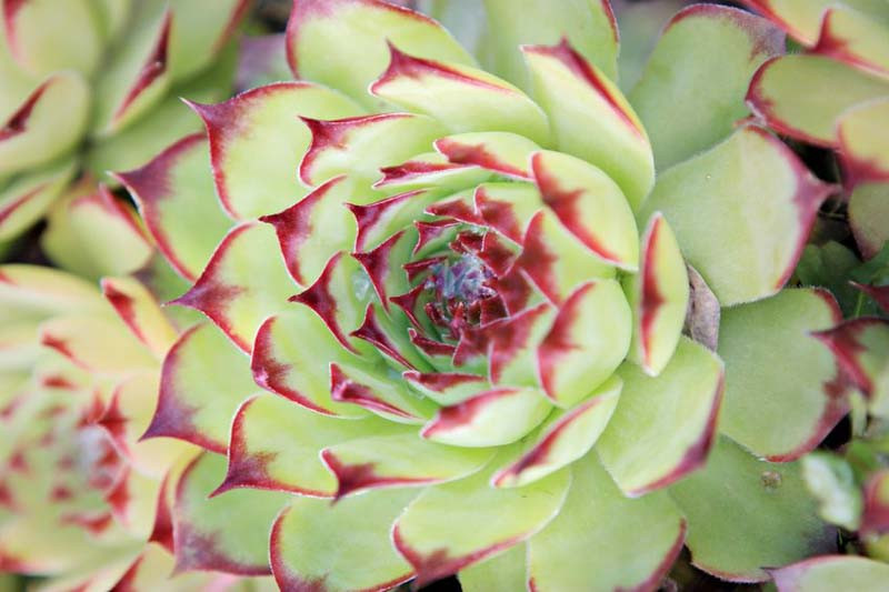 Echeveria agavoides 'Maria',Echeveria Maria, 'Maria' Echeveria,  Red echeveria, Green echeveria, Red succulent, Green succulent