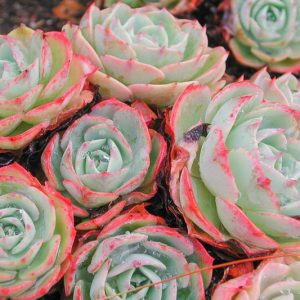 Echeveria elegans,Mexican Gem, Hen and Chicks, Mexican Ghost Plant, Mexican Snowball,  Blue echeveria, gray echeveria, Blue succulent, gray succulent