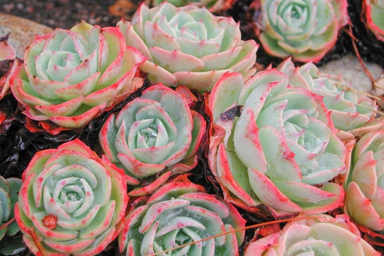 Echeveria elegans,Mexican Gem, Hen and Chicks, Mexican Ghost Plant, Mexican Snowball,  Blue echeveria, gray echeveria, Blue succulent, gray succulent