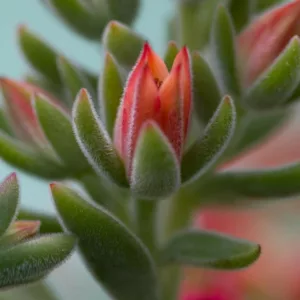 Echeveria harmsii, Red Echeveria, Plush Plant, Oliveranthus elegans, Oliverella elegans,  Green echeveria, Red succulent, Green succulent