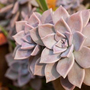 Echeveria lilacina,'Ghost Echeveria,  Pink echeveria, gray echeveria, pink succulent, gray succulent