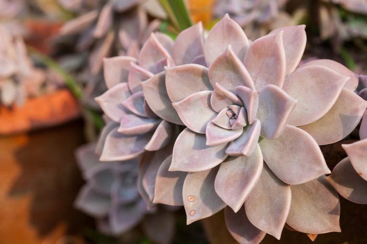 Echeveria lilacina,'Ghost Echeveria,  Pink echeveria, gray echeveria, pink succulent, gray succulent