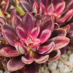 Echeveria nodulosa, Painted Echeveria, Echeveria discolor, Echeveria misteca, Cotyledon nodulosa,  Red echeveria, Green echeveria, Red succulent, Green succulent, Bicolor echeveria