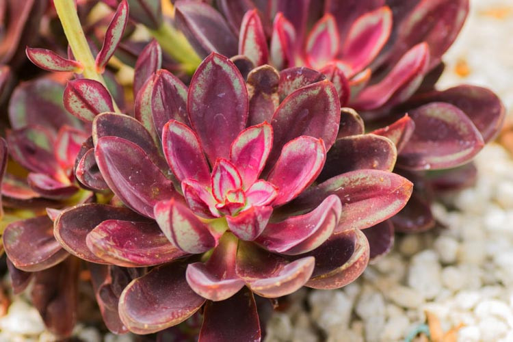 Echeveria nodulosa, Painted Echeveria, Echeveria discolor, Echeveria misteca, Cotyledon nodulosa,  Red echeveria, Green echeveria, Red succulent, Green succulent, Bicolor echeveria