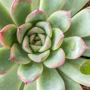 Echeveria prolifica,Prolific Echeveria,  Blue echeveria, gray echeveria, Blue succulent, gray succulent