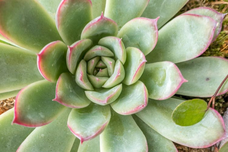 Echeveria prolifica,Prolific Echeveria,  Blue echeveria, gray echeveria, Blue succulent, gray succulent