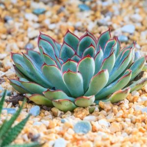 Echeveria pulidonis,Pulido's Echeveria,  Blue echeveria, gray echeveria, Blue succulent, gray succulent