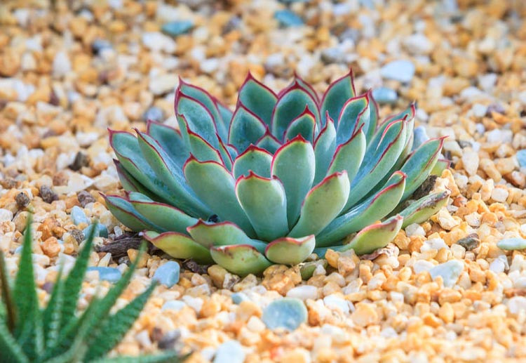 Echeveria pulidonis,Pulido's Echeveria,  Blue echeveria, gray echeveria, Blue succulent, gray succulent