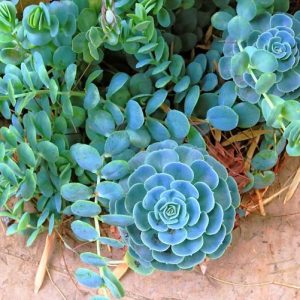 Echeveria secunda,Old hen-and-chickens, Hen and Chickens, Blue Echeveria, Glaucous Echeveria,  Blue echeveria, gray echeveria, Blue succulent, gray succulent