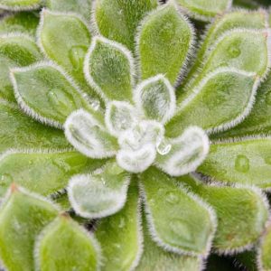 Echeveria setosa,Mexican Firecracker, Firecracker Plant,  Fuzzy echeveria, Firecracker Echeveria, Hen and Chicks, gray echeveria, Fuzzy succulent, gray succulent