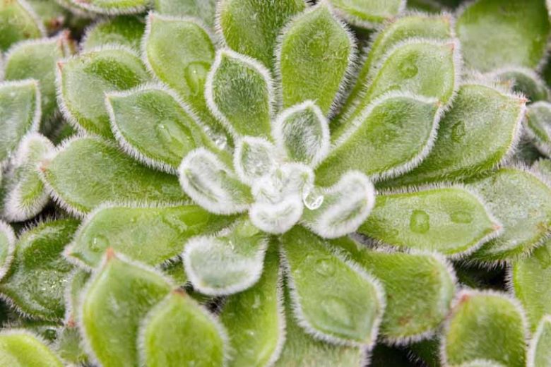 Echeveria setosa,Mexican Firecracker, Firecracker Plant,  Fuzzy echeveria, Firecracker Echeveria, Hen and Chicks, gray echeveria, Fuzzy succulent, gray succulent
