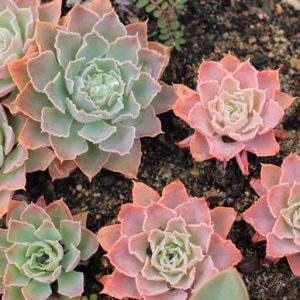 Echeveria shaviana,Mexican Hens, Pink Frills, Echeveria, Mexican Hens & Chicks, Frilly echeveria, Ruffled echeveria