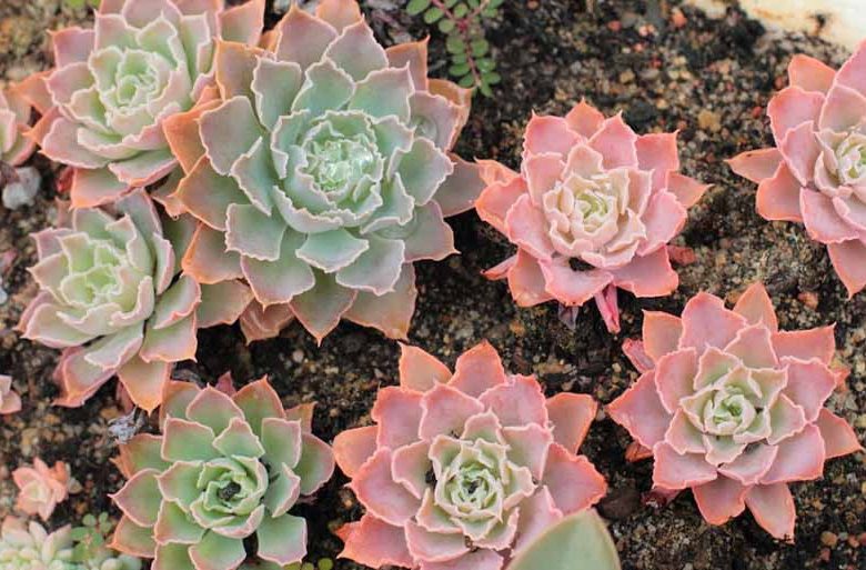 Echeveria shaviana,Mexican Hens, Pink Frills, Echeveria, Mexican Hens & Chicks, Frilly echeveria, Ruffled echeveria