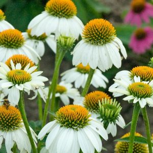 Echinacea 'PowWow White', Echinacea purpurea 'PowWow White', Coneflower 'PowWow White', Echinacea PowWow Series, White coneflower, White coneflowers, White Echinacea, Coneflower, Coneflowers